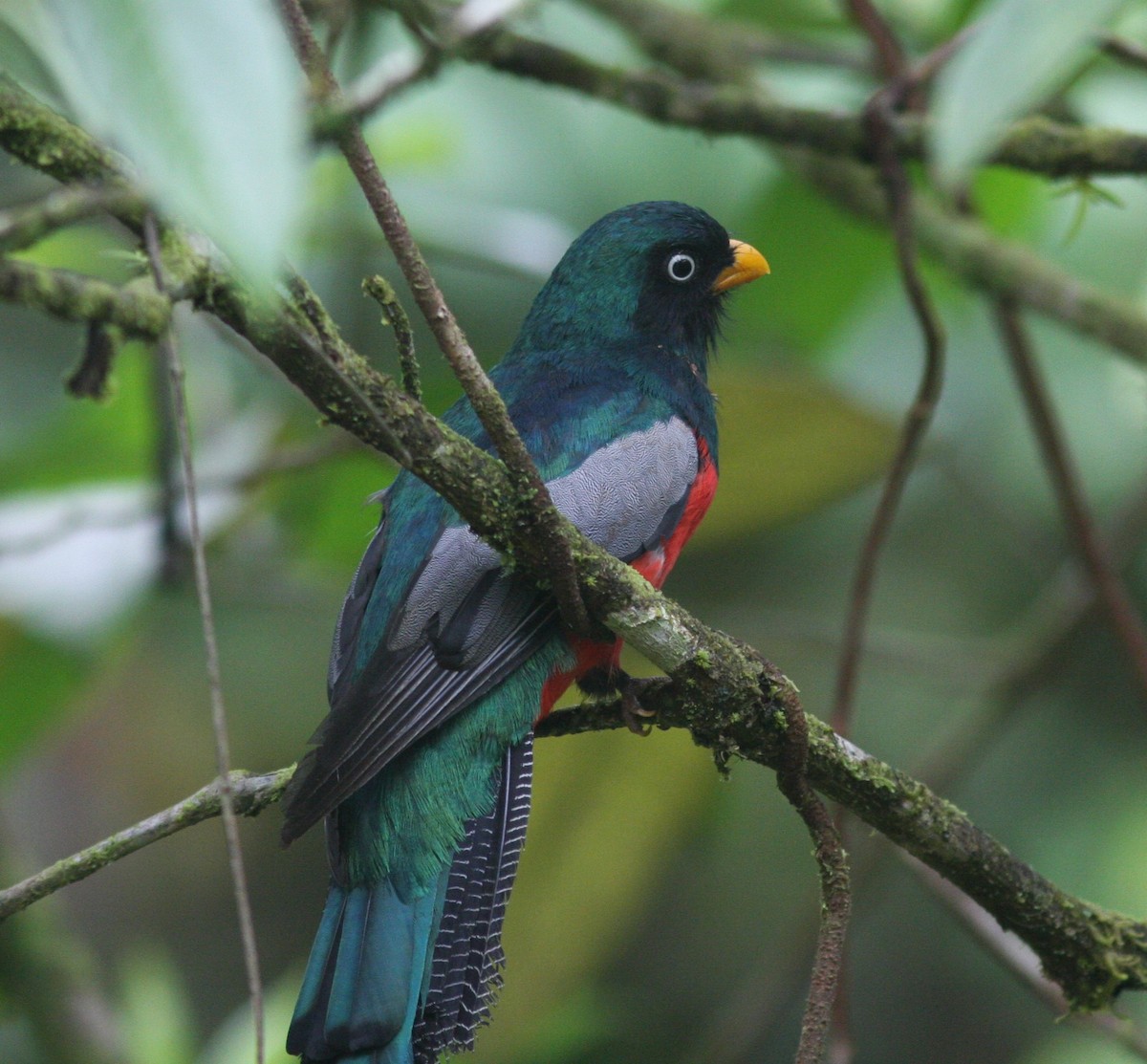 trogon mřížkoocasý - ML611971439