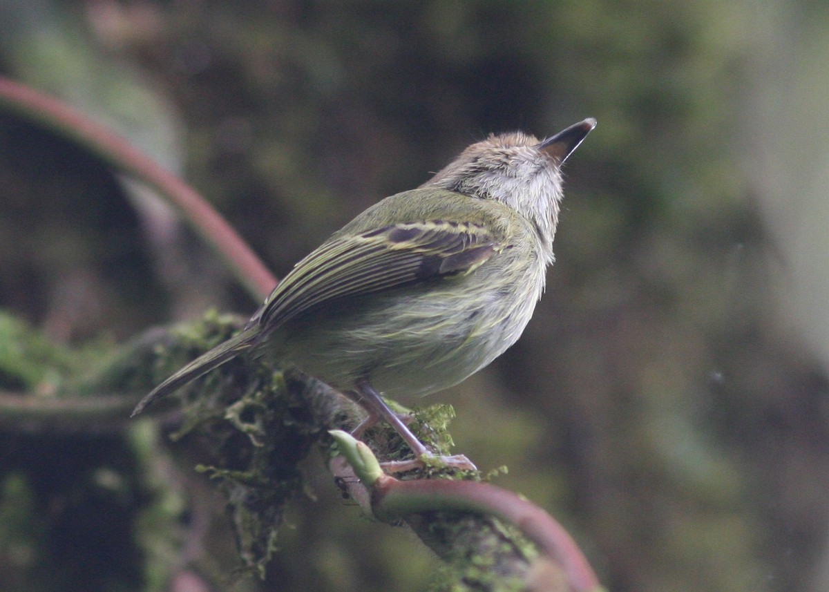 Scale-crested Pygmy-Tyrant - ML611971457