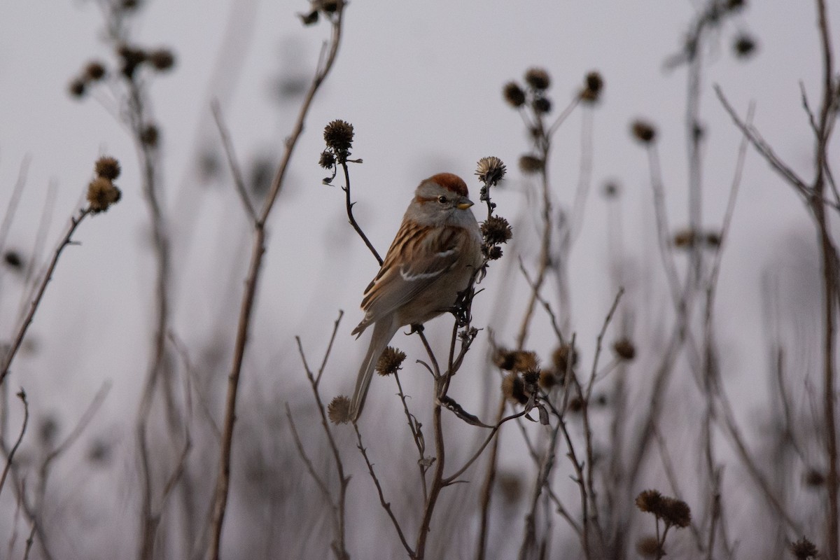 American Tree Sparrow - ML611971494