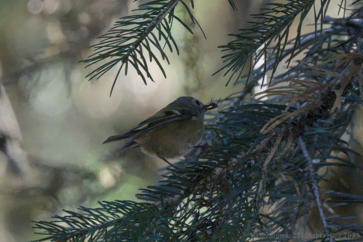 Goldcrest - ML611971614