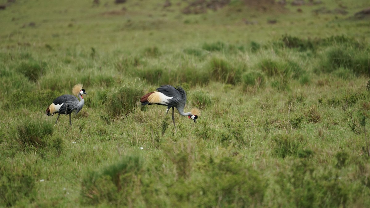Gray Crowned-Crane - ML611971618