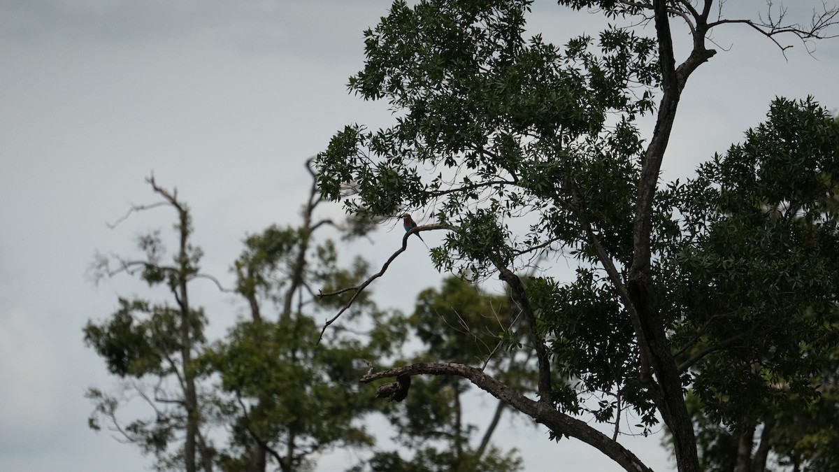Lilac-breasted Roller - ML611971631