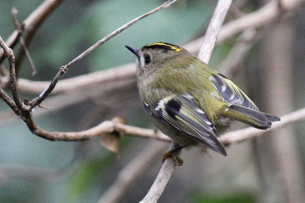 Goldcrest - ML611971638