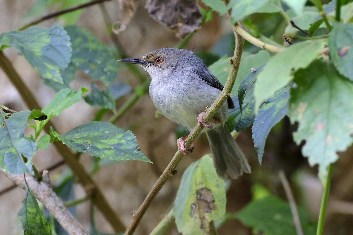 Long-billed Tailorbird - ML611971656