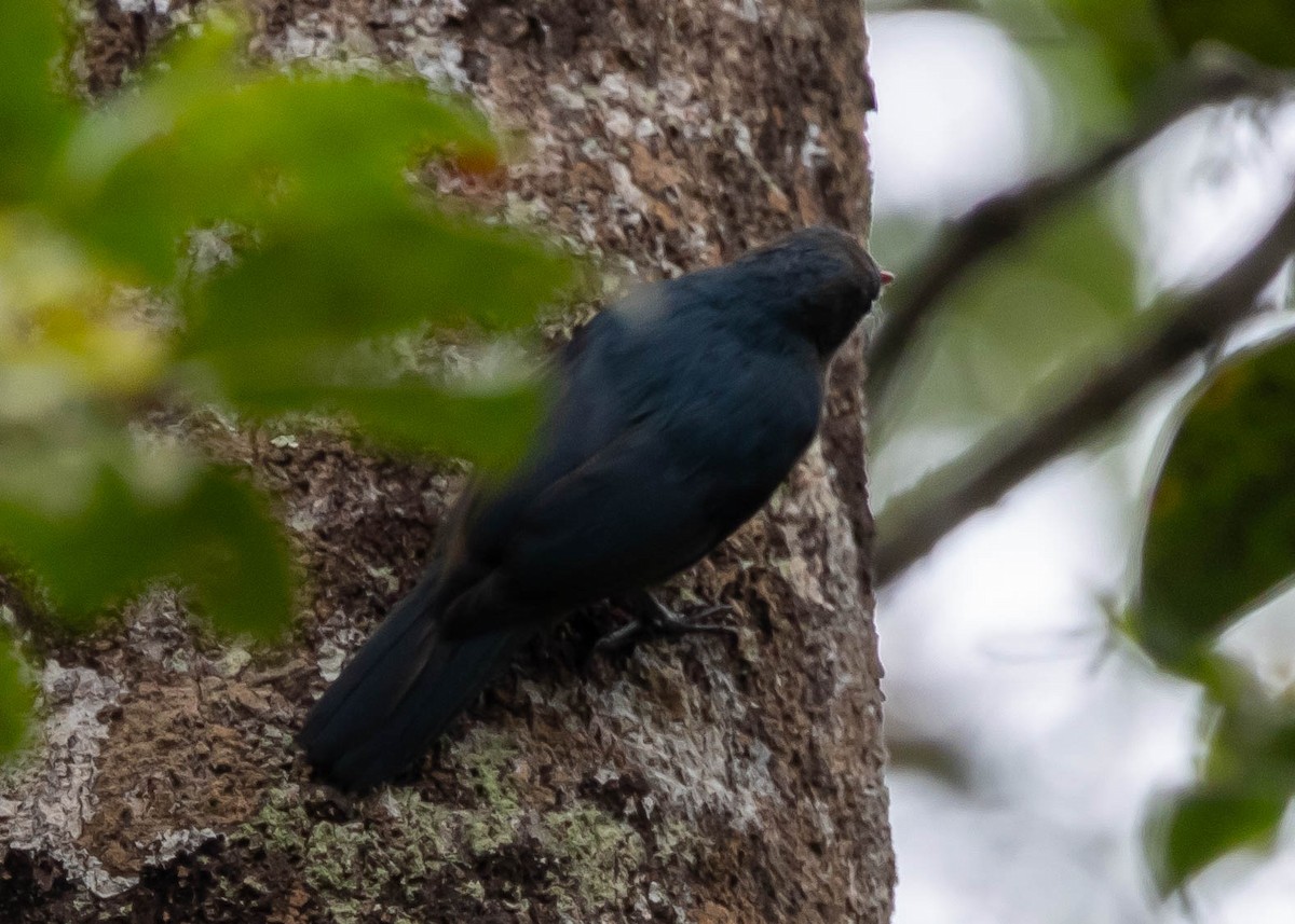 Nuthatch-Vanga - ML611971693