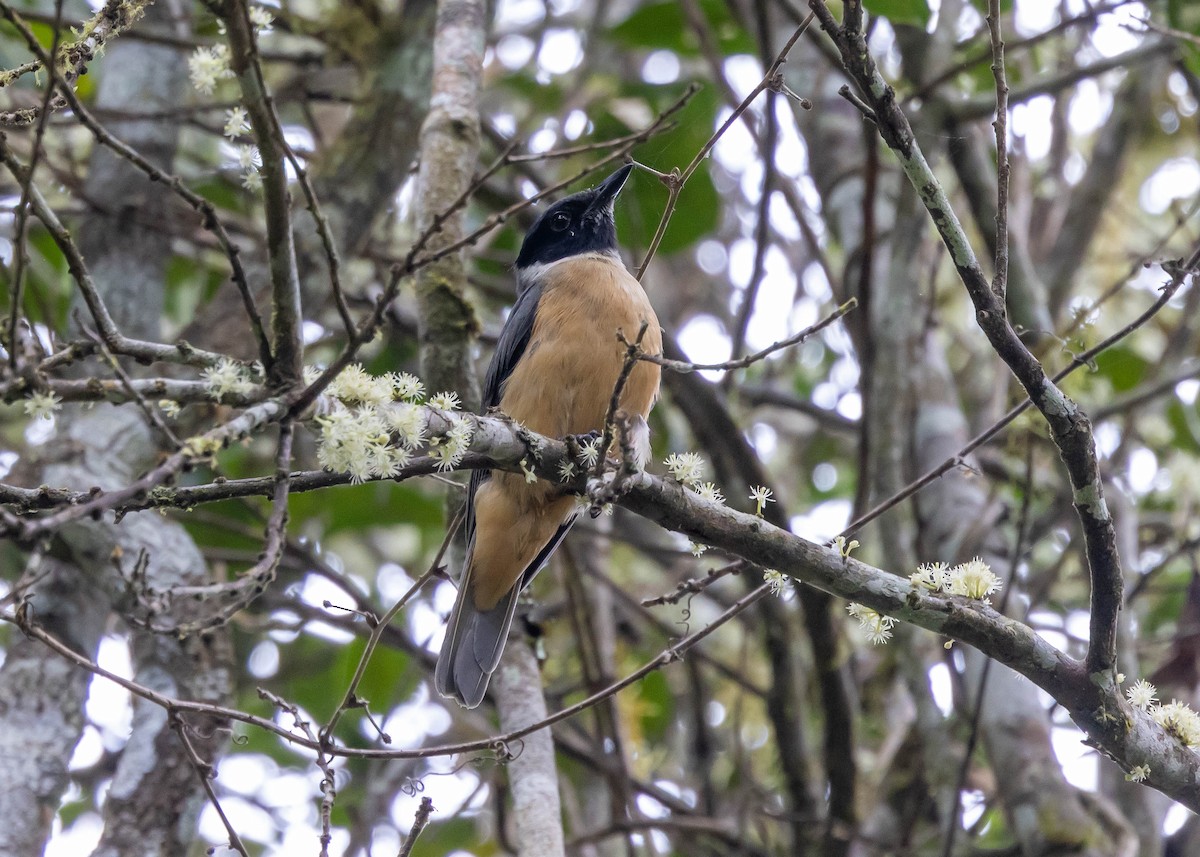 Vanga Cabecinegro - ML611971706