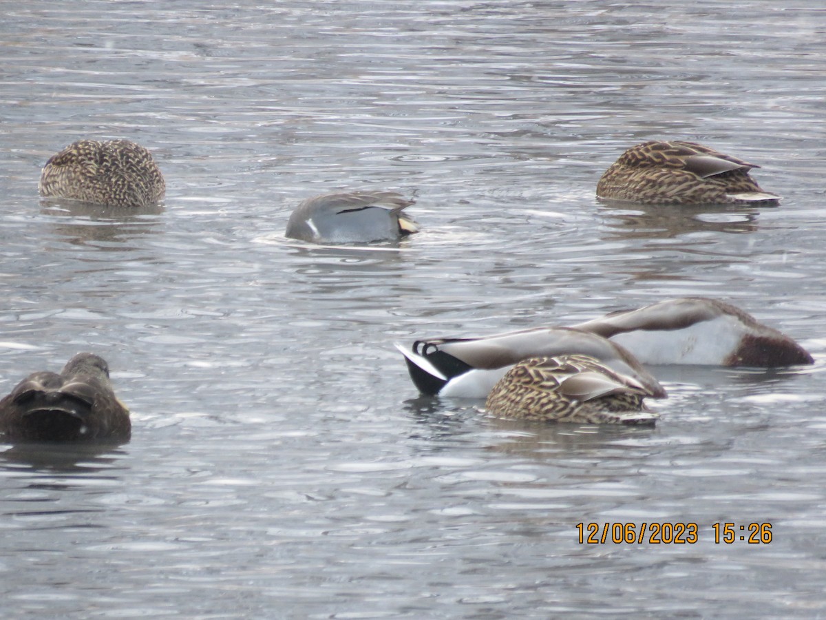 Green-winged Teal - ML611971710