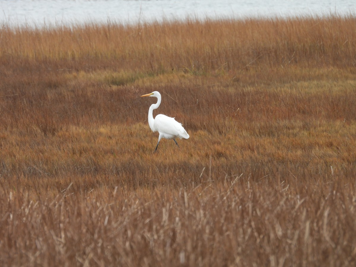 Grande Aigrette - ML611971786