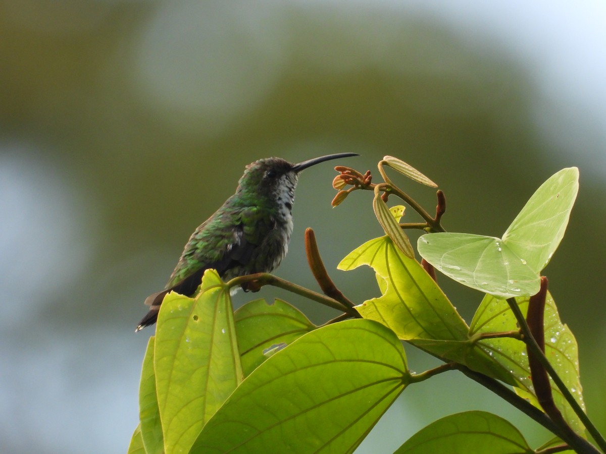 Green-breasted Mango - ML611971859