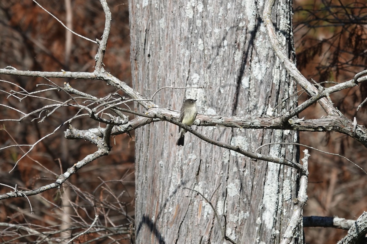 Eastern Phoebe - Willem Van Bergen