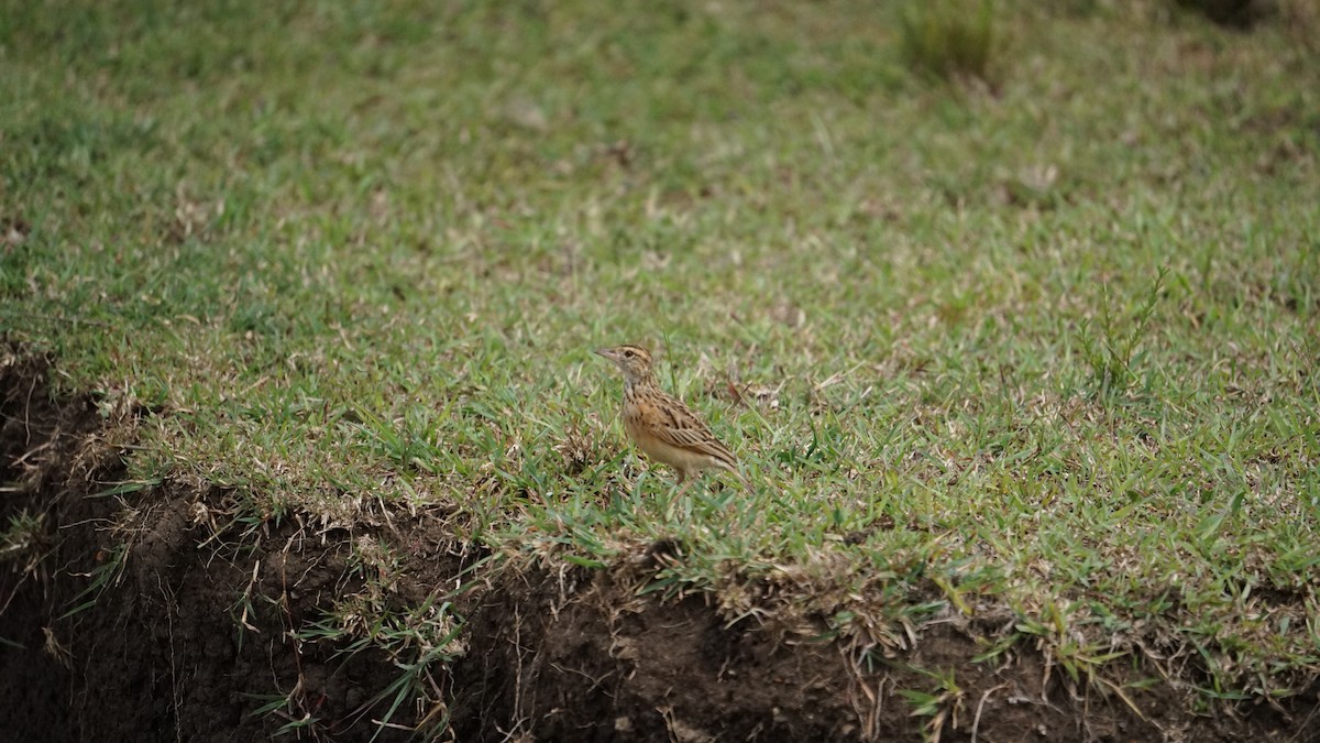 Rufous-naped Lark - ML611971892