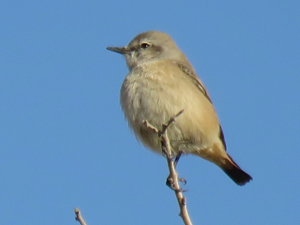 Persian Wheatear - Stephen Taylor