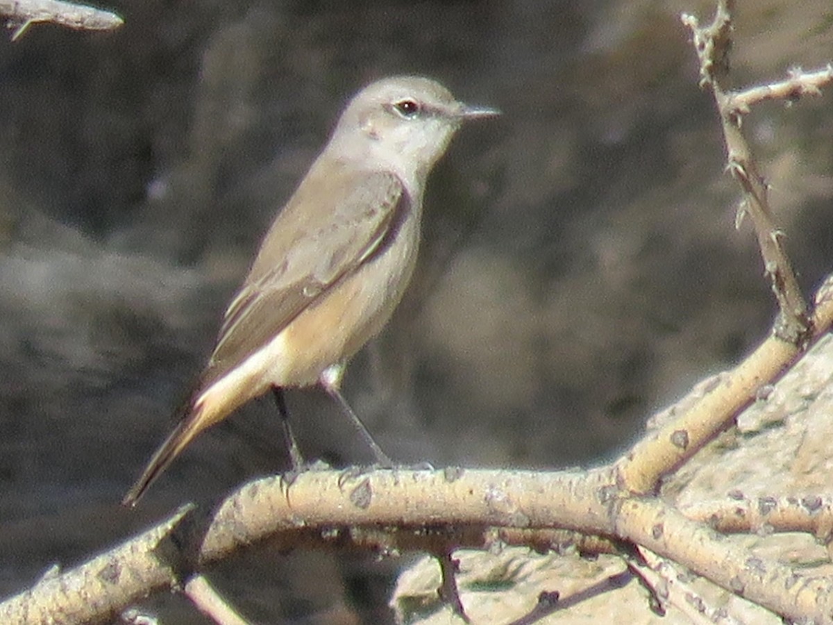 Persian Wheatear - ML611971953