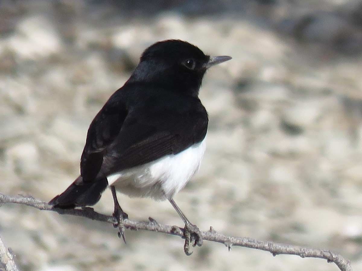 Hume's Wheatear - ML611971955