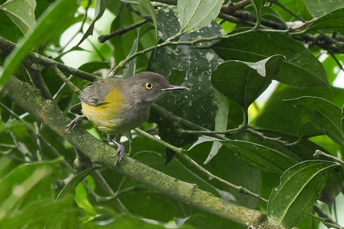 Yellow Longbill - ML611971959