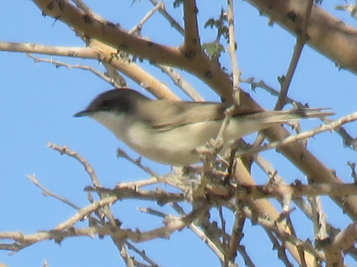 Lesser Whitethroat (halimodendri) - ML611971960