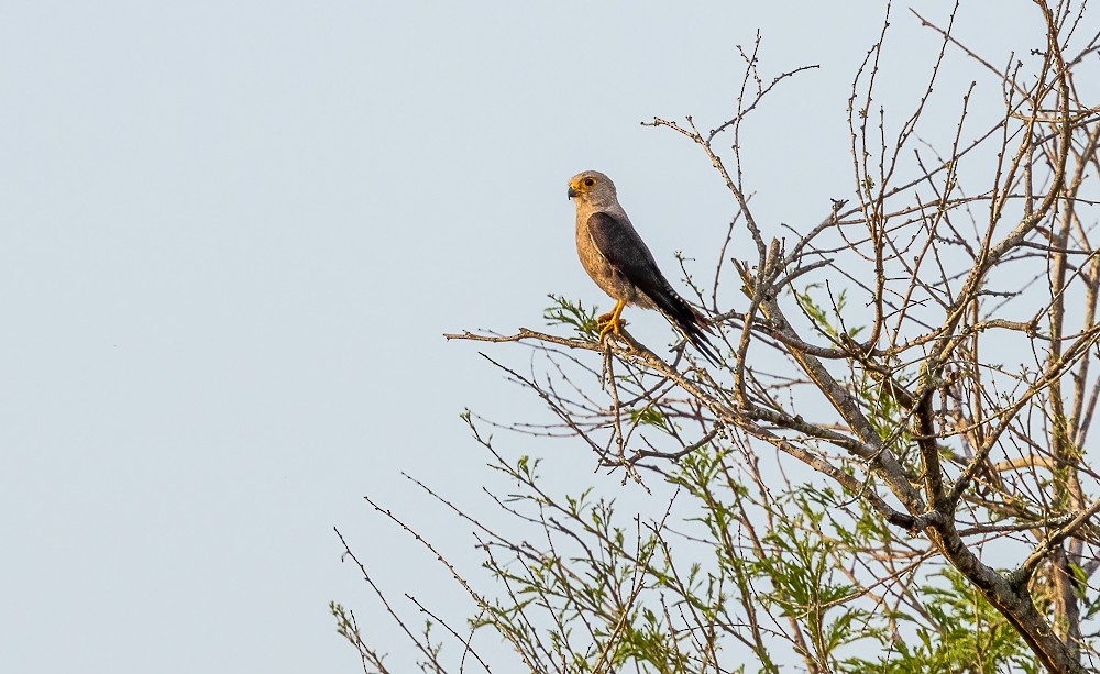 Schwarzrückenfalke - ML611971983