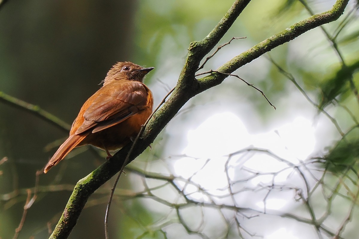 Rufous Flycatcher-Thrush - ML611971984