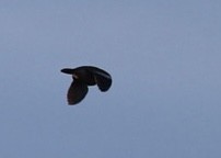 White-winged Dove - ML611971995
