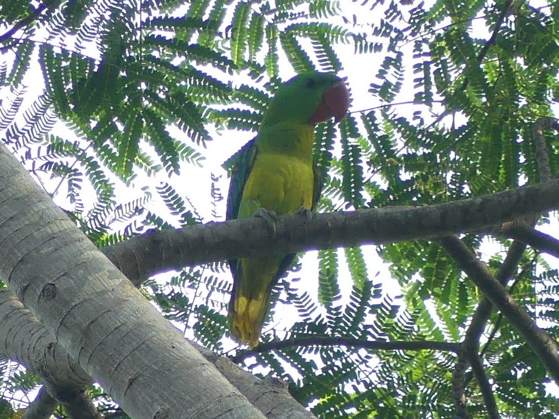 Loro Picogordo - ML611972016