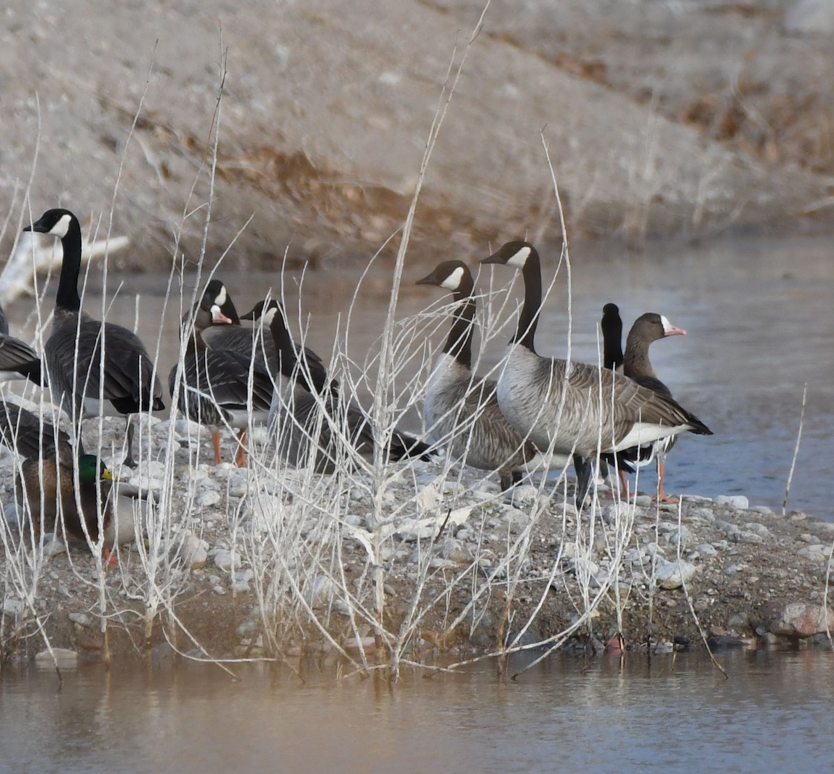 Greater White-fronted Goose - ML611972153