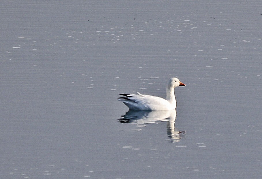 Snow Goose - Kevin Noble