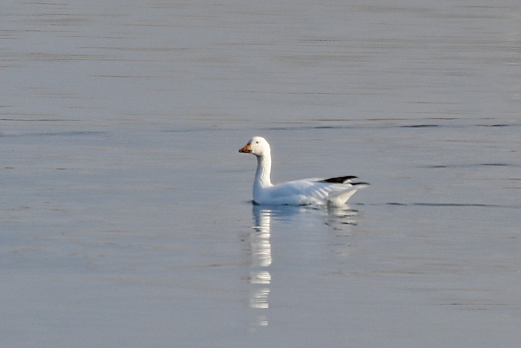 Snow Goose - ML611972159