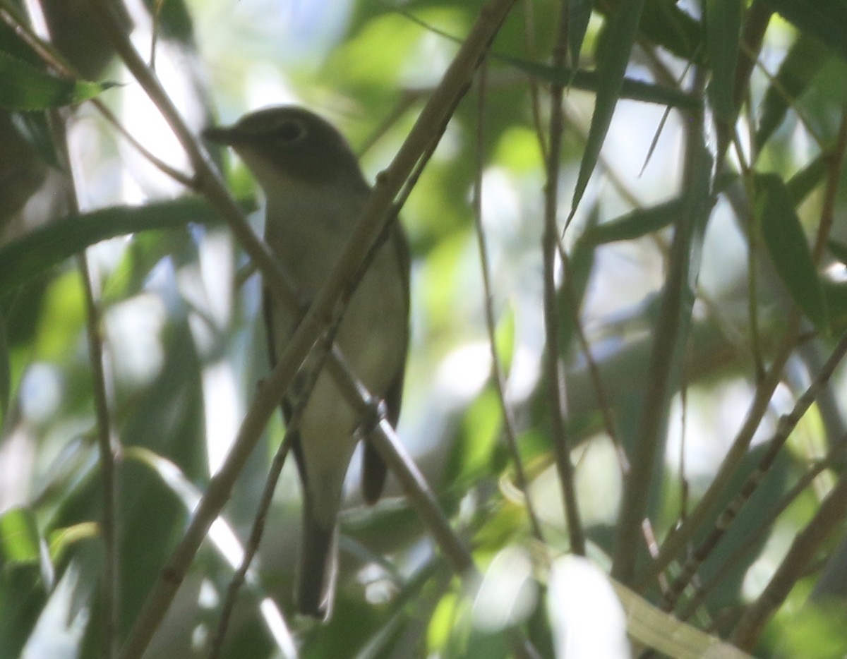 Cassin's Vireo - ML611972161