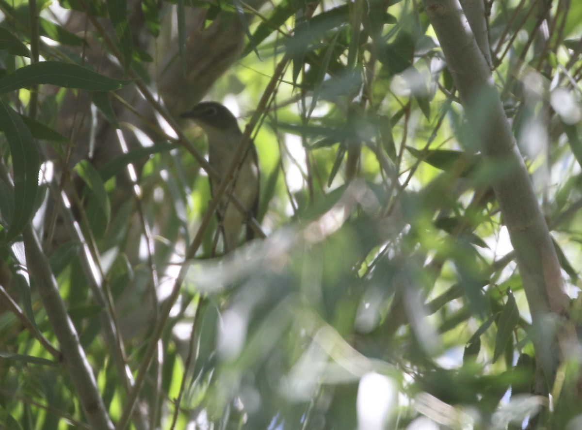 Cassin's Vireo - ML611972162