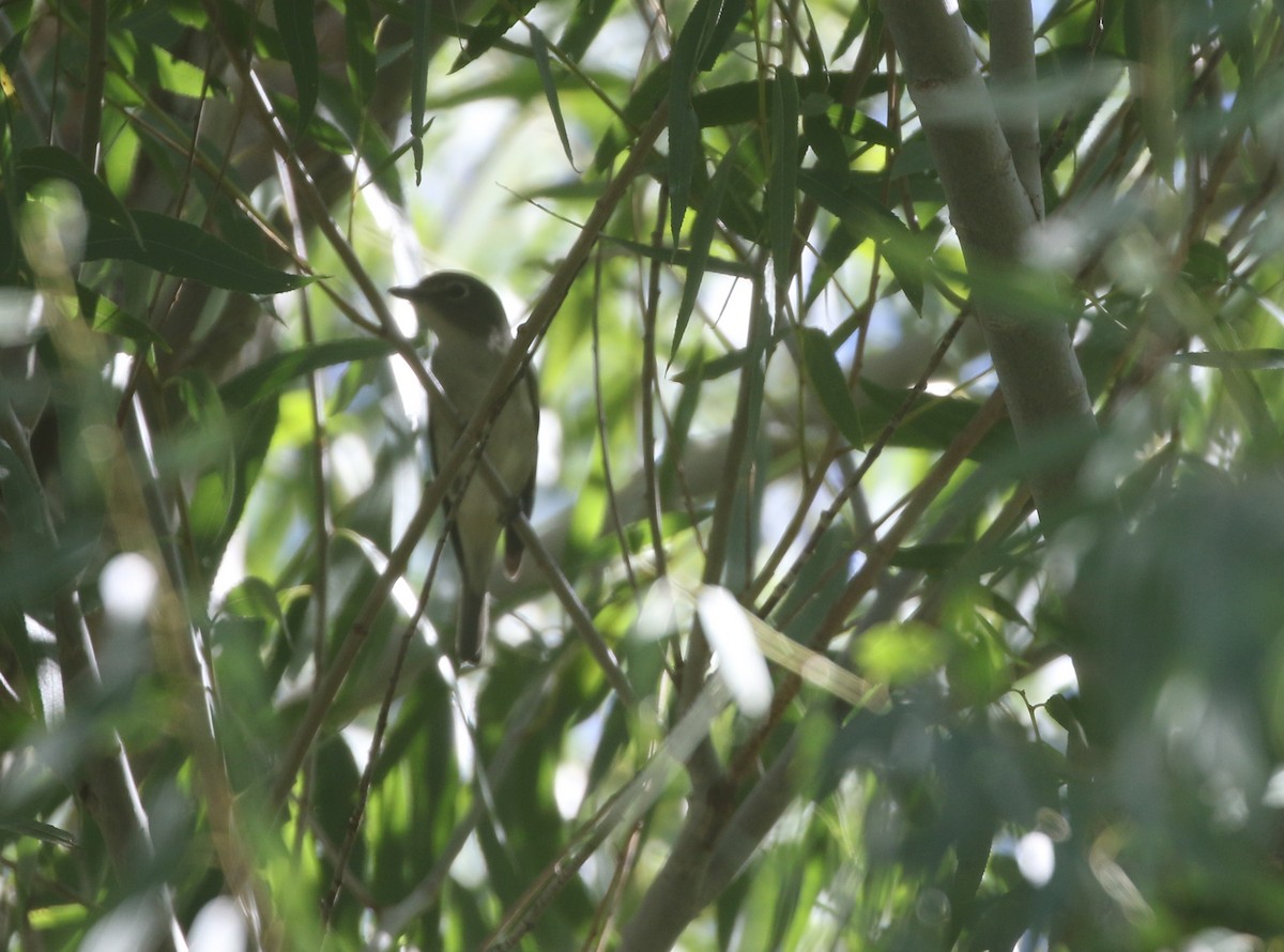 Cassin's Vireo - ML611972163