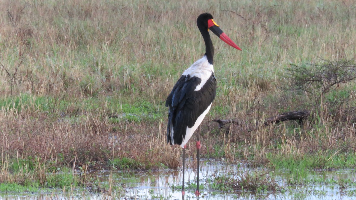 Saddle-billed Stork - ML611972197