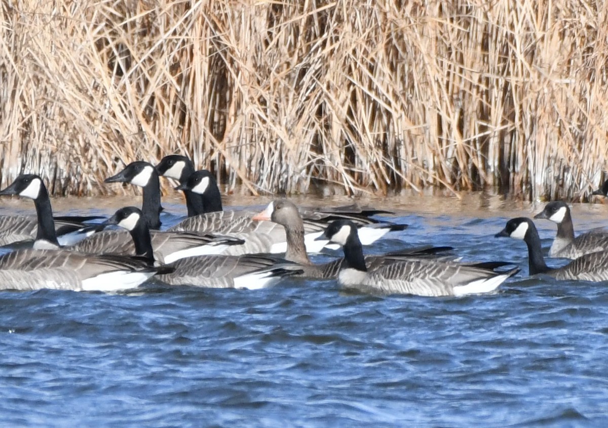 Greater White-fronted Goose - ML611972227