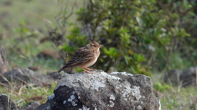 Cochevis de Malabar - ML611972298