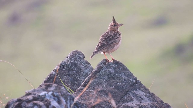 Malabar Lark - ML611972300