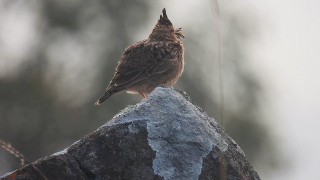 Cochevis de Malabar - ML611972304