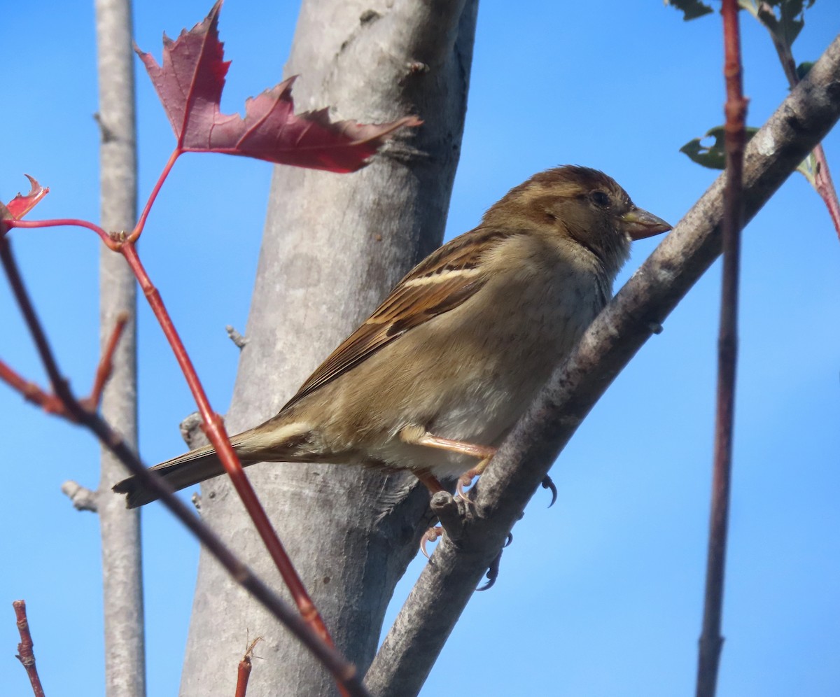 House Sparrow - ML611972333