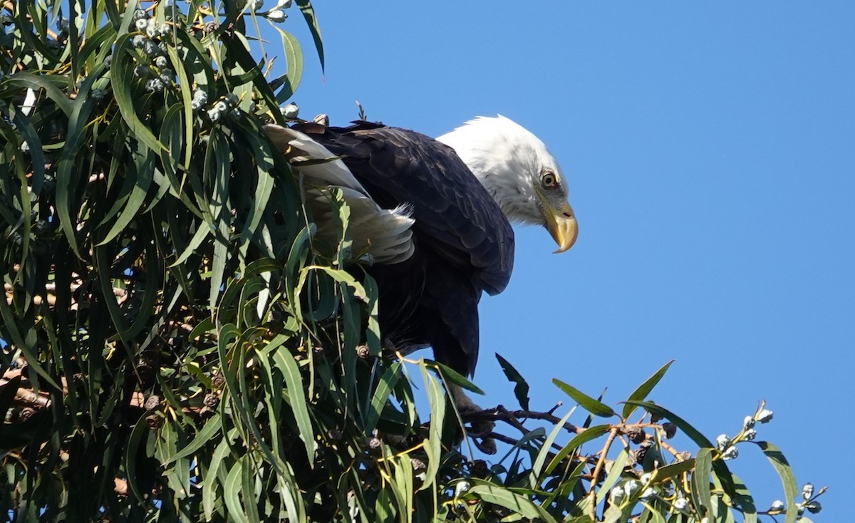 Bald Eagle - TK Birder