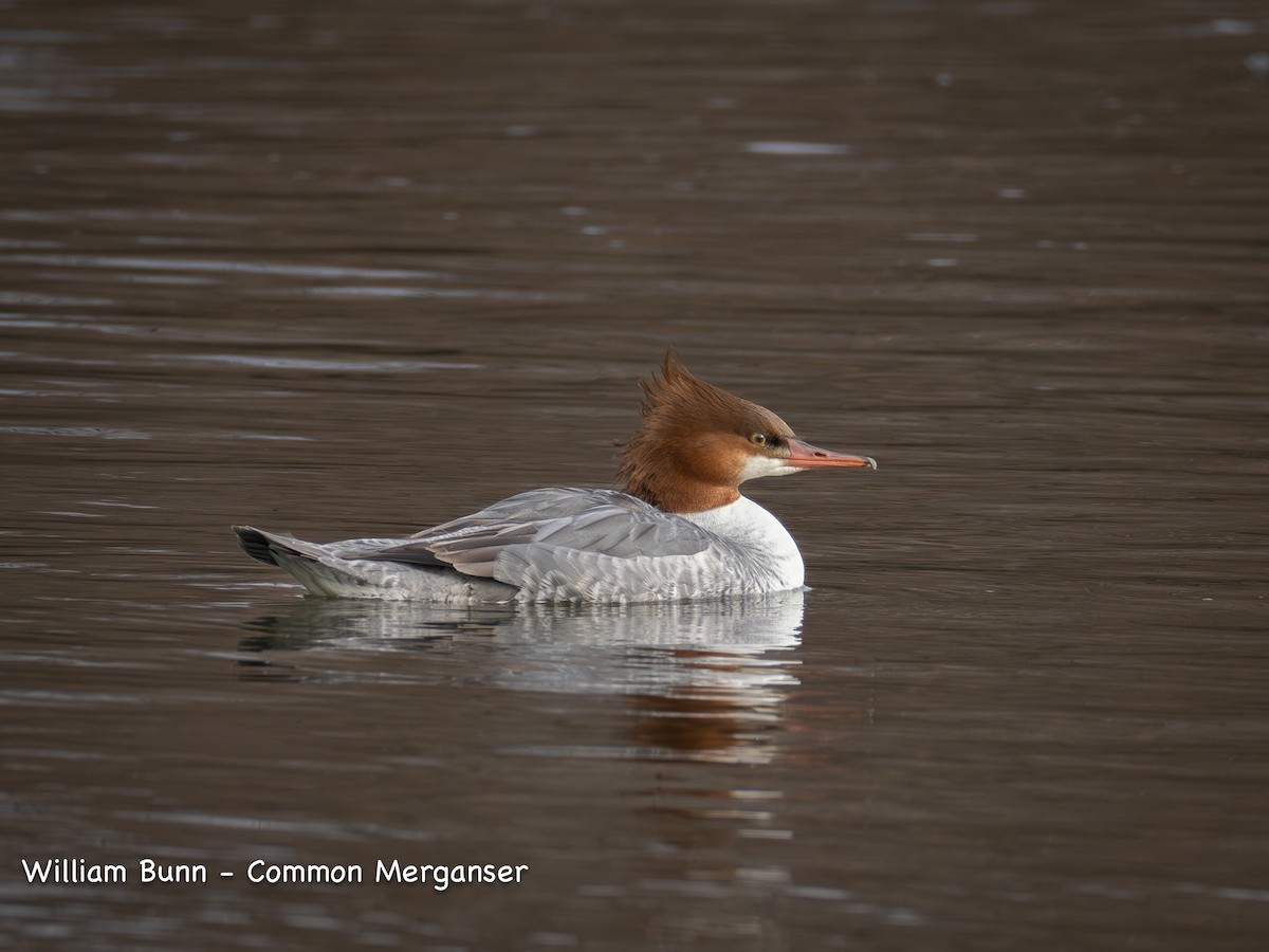 Common Merganser - ML611972484