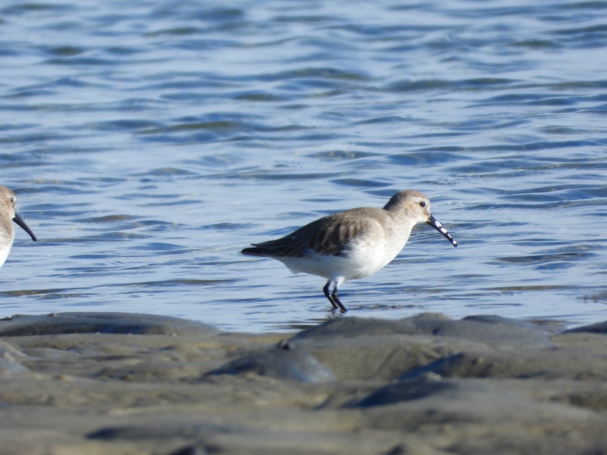 Dunlin - ML611972554