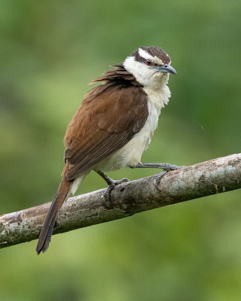 Bicolored Wren - David Monroy Rengifo