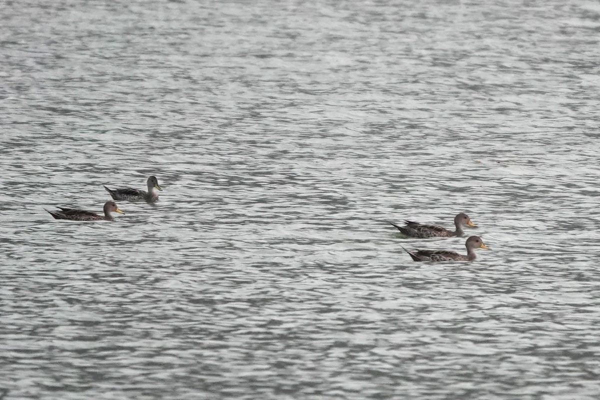 Yellow-billed Pintail (South American) - Jacob Saucier