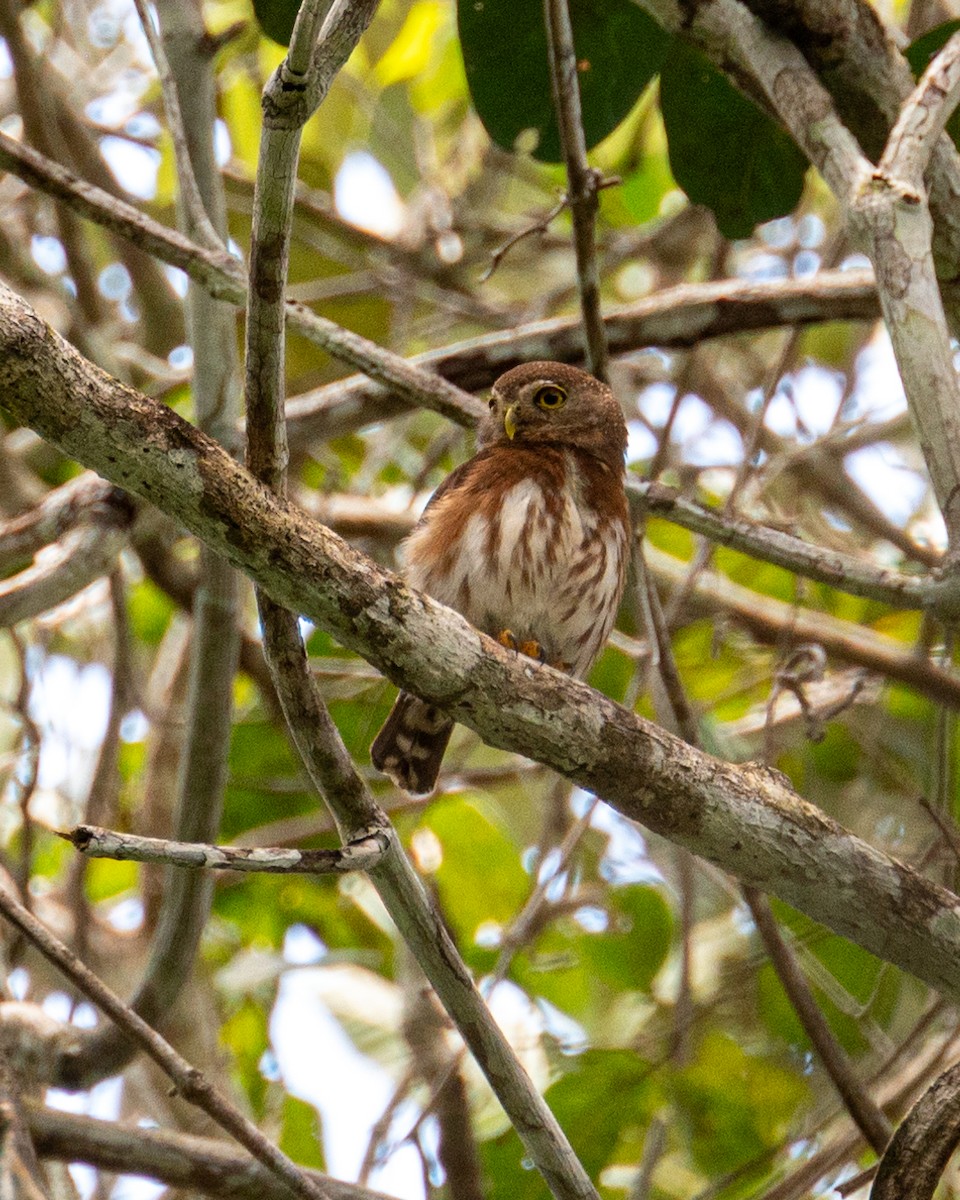 Least Pygmy-Owl - ML611972614