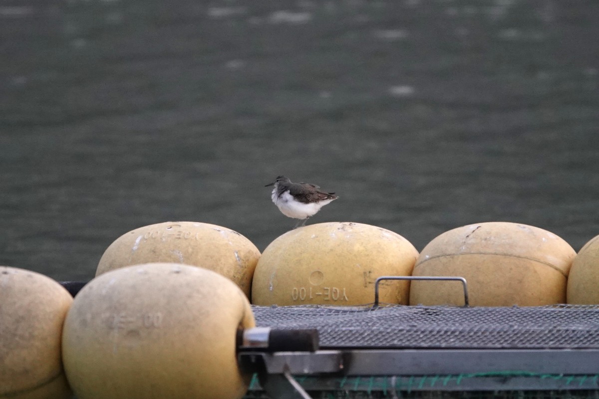 Spotted Sandpiper - Jacob Saucier