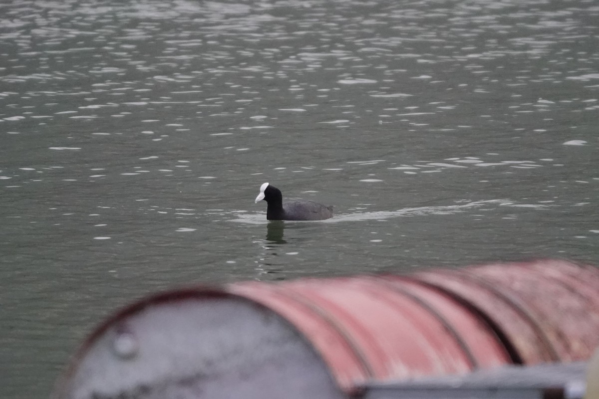 Slate-colored Coot - Jacob Saucier