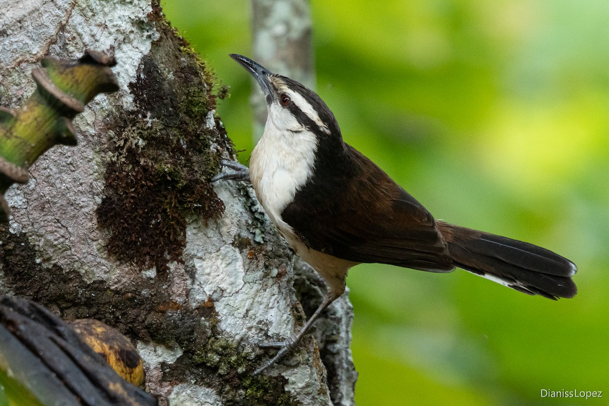 Bicolored Wren - Diana López G