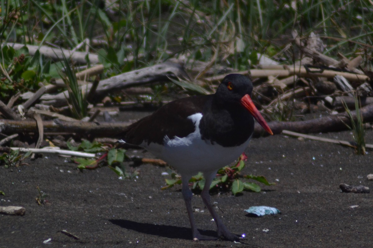 American Oystercatcher - ML611972766