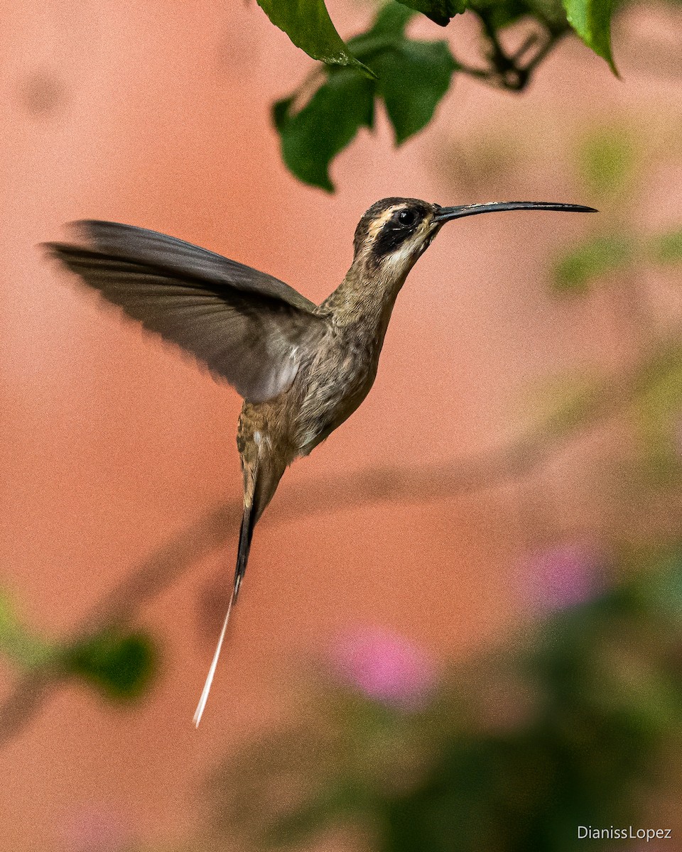 Pale-bellied Hermit - ML611972783