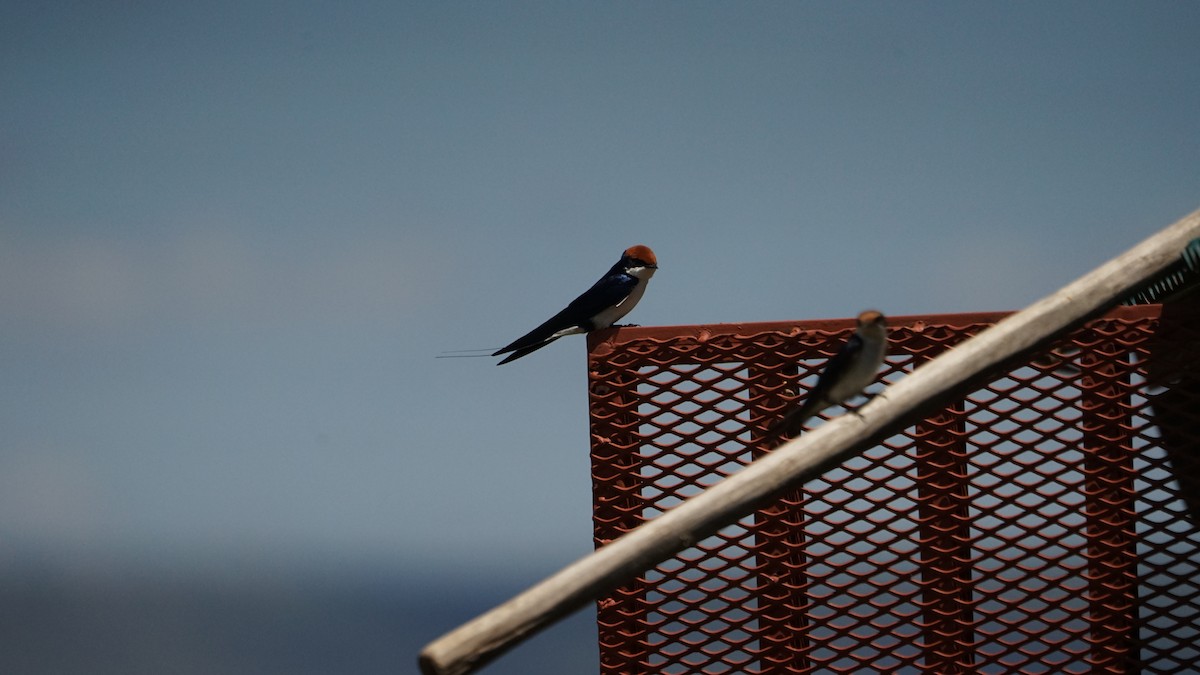 Wire-tailed Swallow - ML611972822