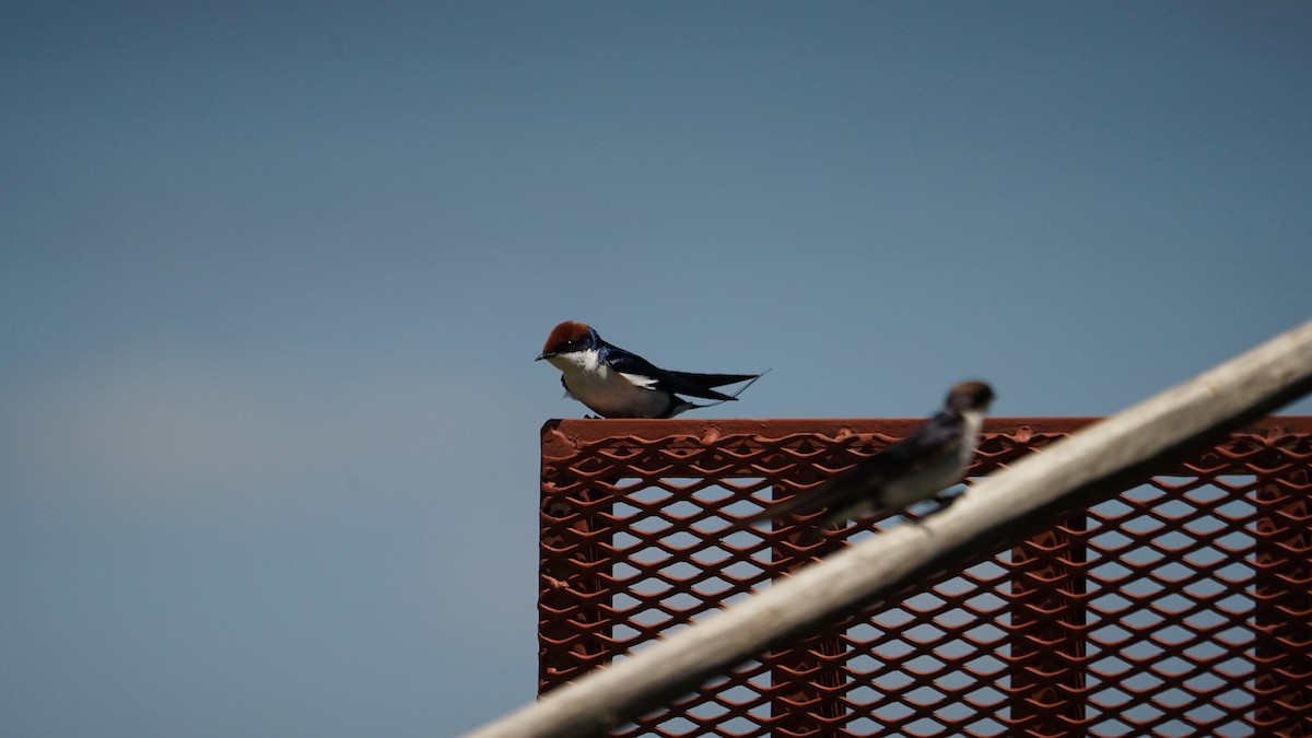 Wire-tailed Swallow - ML611972824