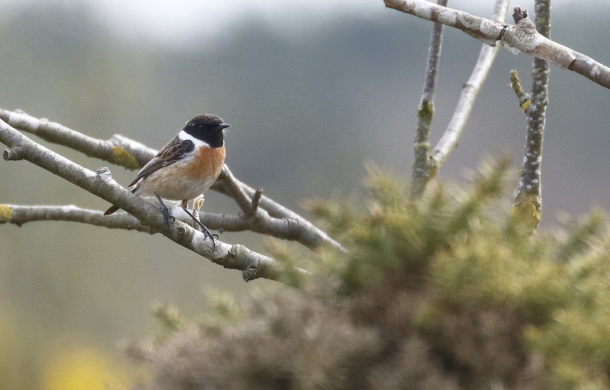 European Stonechat - ML611972826